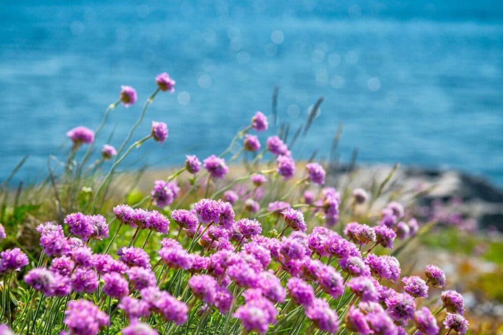 Kärradal blommor
