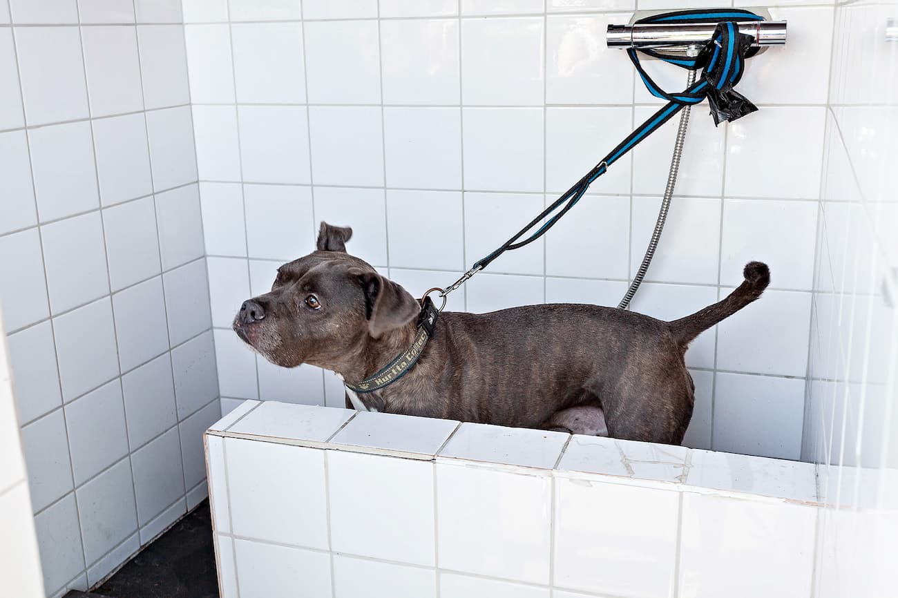 Dog enjoying a rinse in a dog shower at a dog-friendly campsite after an active day outdoors.