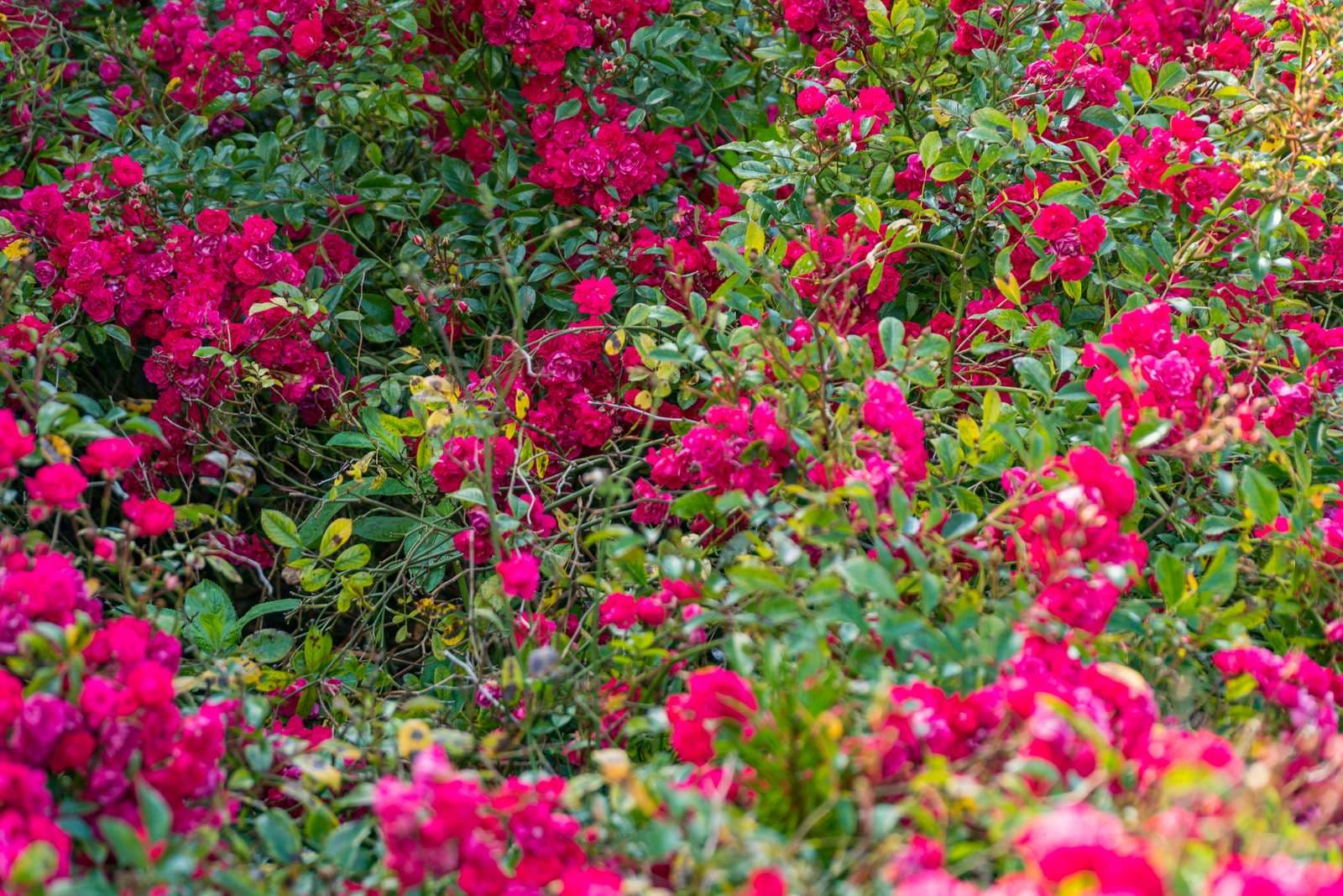Rosa blommor på en buske.