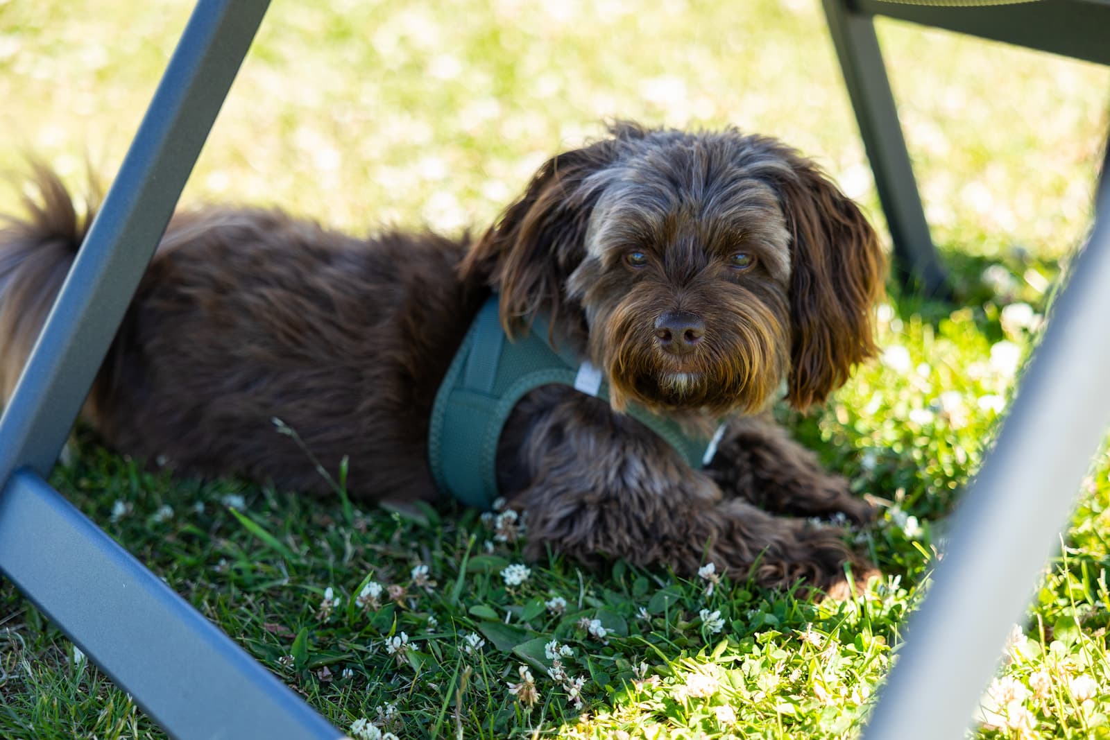 Camping with dog at First Camp Bogense City on Funen