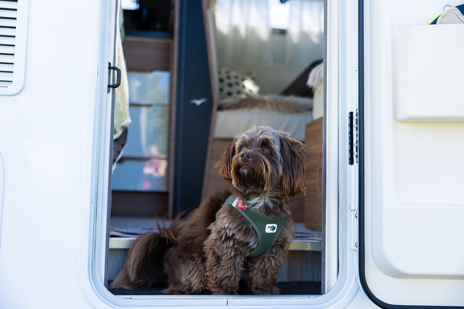 Dog-friendly camping in Skagen at First Camp Råbjerg Mile