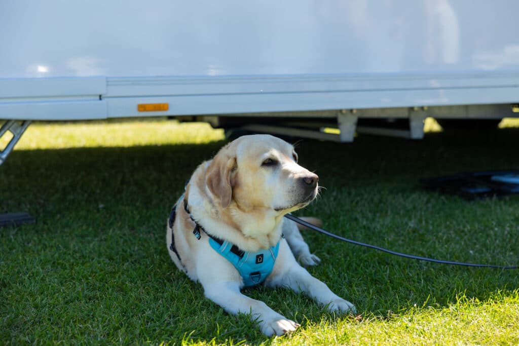 Hundvänlig camping i Gränna