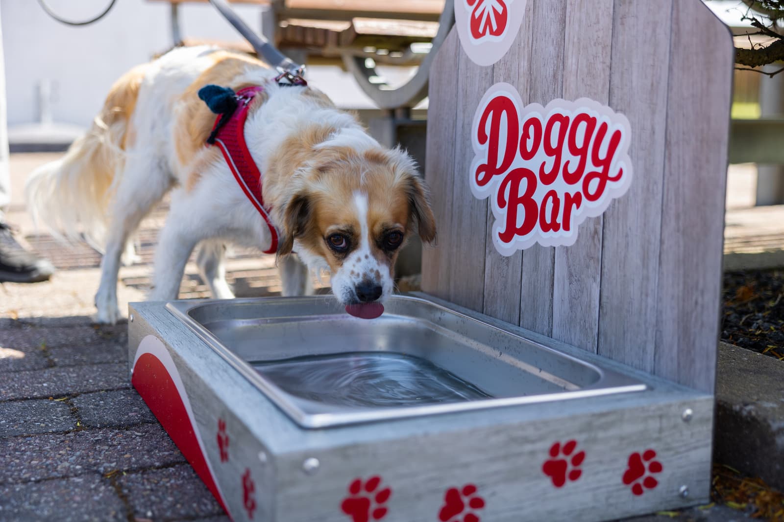 Camping in Skagen with dog-friendly walking areas