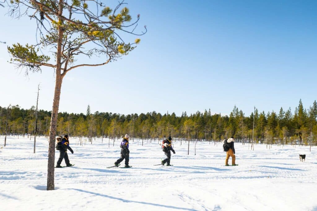 Vandring med snöskor på vintern nära campingplatsen First Camp Ansia - Lycksele