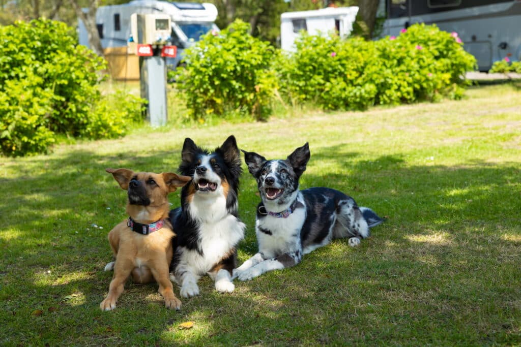 Beach pitch with electricity and drainage at First Camp Grenen Strand near the water