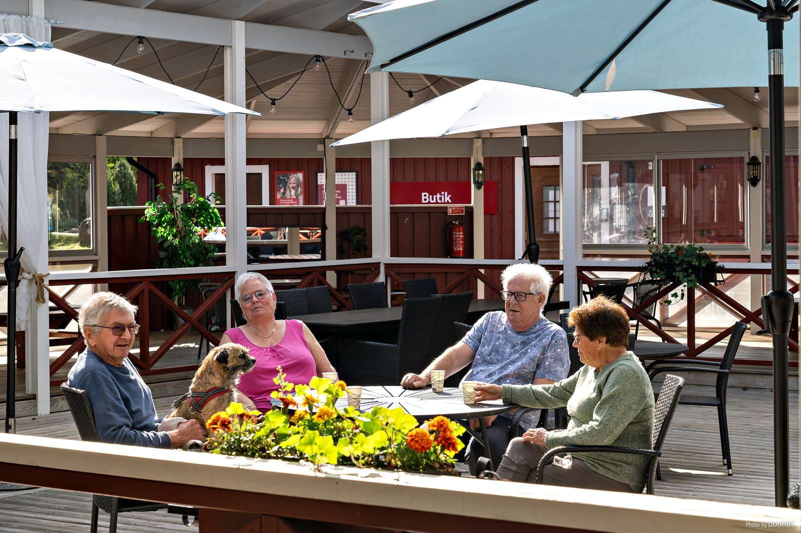 Dog relaxing at an outdoor seating area at a dog-friendly campsite.