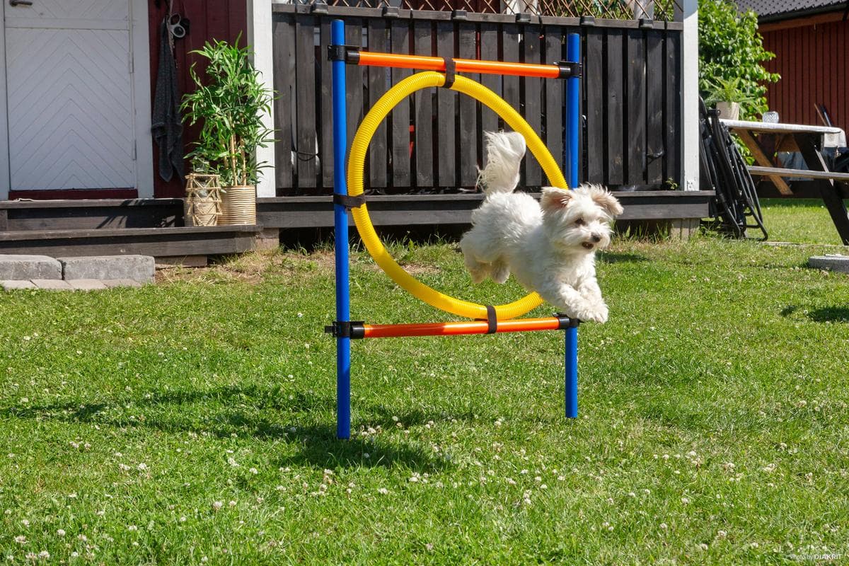 Dog jumping through an agility obstacle at a dog-friendly campsite with an agility course.